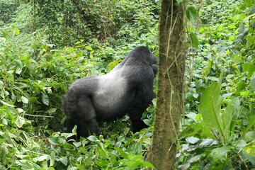 Silverback gorilla showing his beautiful back 