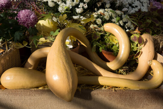 Pumpkin Trombone. Fruit of unusual shape, long, whimsically twisted