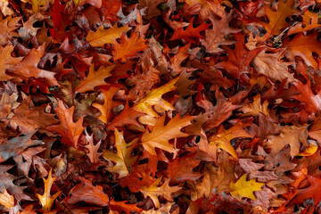 Selective focus of red brown leaves fallen from the tree on the ground in fall, Colourful dried leaf on the floor with free copy space for your text, Nature Autumn texture pattern background.