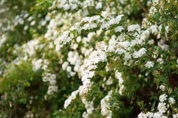 Spirea white shrub covered with blossom in spring - 542738429