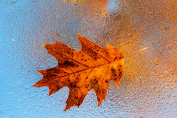 Raindrops or waterdrops on glass rooftop with orange brown leaf in fall season, Colourful leaves on...