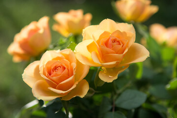 Closeup of a bouquet of cream roses