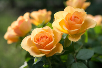 Closeup of a bouquet of cream roses - 542738842