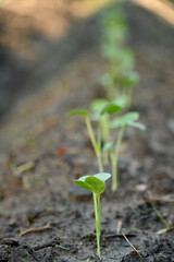 closeup the small green ripe radish plant with soil in the farm soft focus natural green brown background.