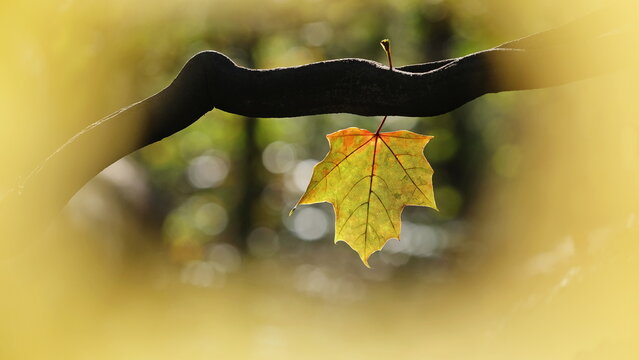 Ein Blatt von Spitzahorn (Acer platanoides) in Herbstfarben hängt an einem dunklem Ast umgeben von unscharfen Hintergrund mit Bokeh.