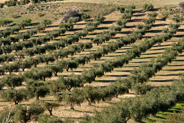 Olive field landscape in Los Navalucillos, Toledo Spain