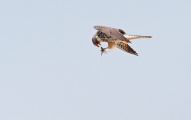Amoervalk, Amur Falcon, Falco amurensis