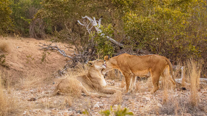 Naklejka na ściany i meble A lionesses showing affection ( Panthera Leo), Sabi Sands Game Reserve, South Africa.