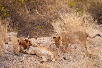 Fototapeta na wymiar Young lion cubs ( Panthera Leo) playing, Timbavati Game Reserve, South Africa.