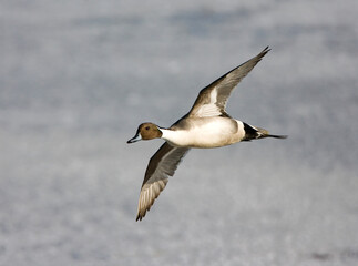 Northern Pintail, Pijlstaart, Anas acuta