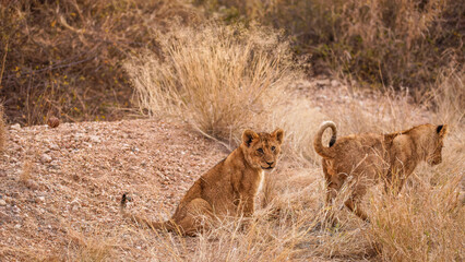 Young lion cubs ( Panthera Leo) playing, Timbavati Game Reserve, South Africa.