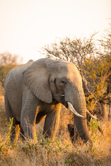Fototapeta na wymiar Female elephant (Loxodonta africana) in beautiful morning light, Timbavati Game Reserve, South Africa.