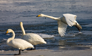 Whooper Swan, Wilde zwaan, Cygnus cygnus