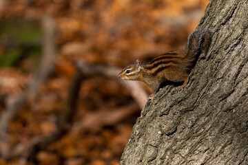 squirrel in October