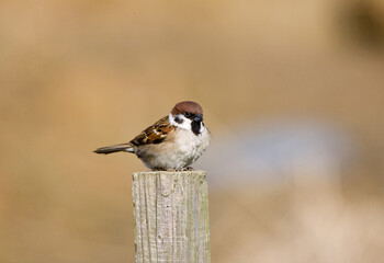 Eurasian Tree Sparrow, Ringmus, Passer montanus