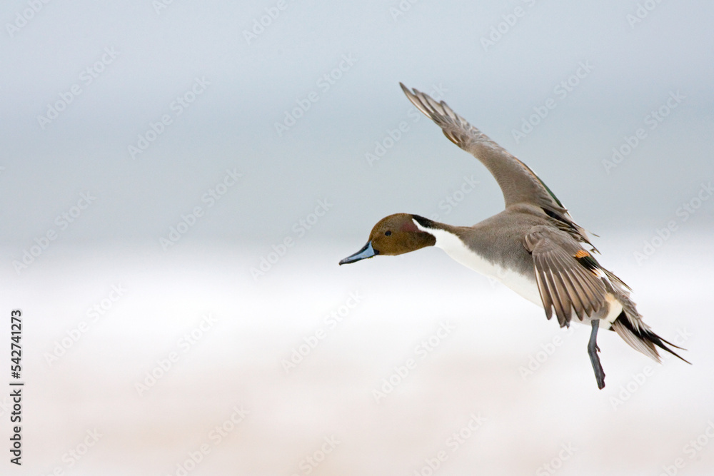 Wall mural northern pintail, pijlstaart, anas acuta