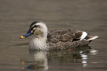Eastern Spot-billed Duck, Oostelijke Vlekbekeend, Anas zonorhyncha