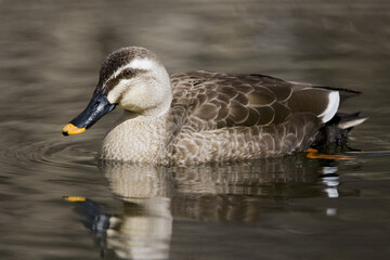 Eastern Spot-billed Duck, Oostelijke Vlekbekeend, Anas zonorhyncha
