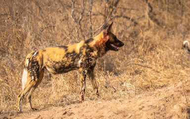 African wild dog with bloody head ( Lycaon Pictus) in the morning sun, Timbavati Game Reserve, South Africa.
