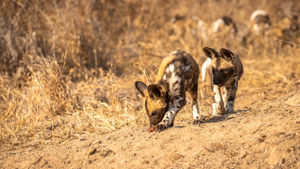 A pack of african wild dog pups ( Lycaon Pictus) stealing food, Timbavati Game Reserve, South Africa.