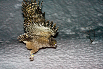 Blakistonvisuil, Blakinston\'s Fish-Owl, Bubo blakistoni