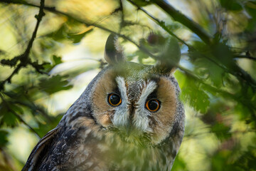 long eared owl close up
