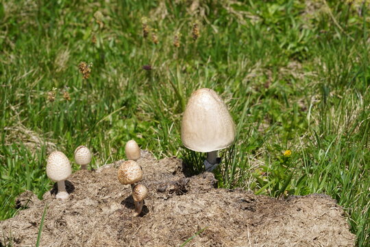 A colony of shiny mottlegill or egghead mottlegill, in Latin called Panaeolus semiovatus. The mushrooms grow in decayed or dry animal dung. An example of natural habitat with copy space on background 