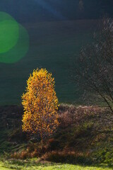Birke im herbstlichen Morgen