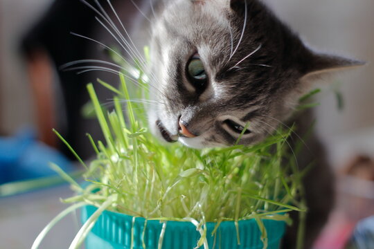 Cat that eats grass in a flower pot