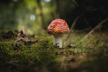 Amanita muscaria in the autumn forest. Autumn forest and mushrooms.