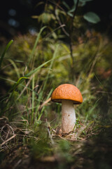 Leccinum rufum in autumn forest. Mushroom closeup.