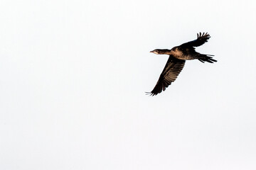 Pygmy Cormorant, Dwergaalscholver, Microcarbo pygmaeus