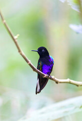 Witstaarthoornkolibrie, Velvet-purple Coronet, Boissonneaua jardini