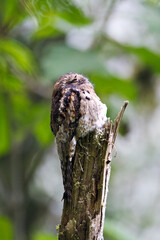 Grijze Reuzennachtzwaluw, Common Potoo, Caprimulgus griseus