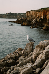 Boca do Inferno, a seaside near the Lisbon. Seagull on the rock near the Atlantic ocean in Portugal