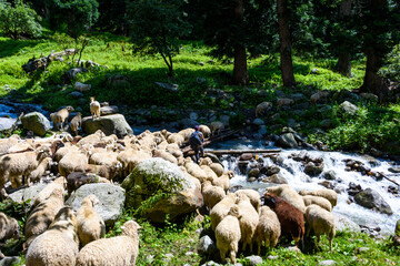 Portrait of Mountain goats in Pin Bhabha trekking trail in Himachal Pradesh. Pin Bhabha pass is...