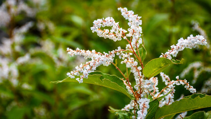 Spectacular Wild mountain flowers of Pin bhabha pass trail in Himalayas mountains  in Himachal...