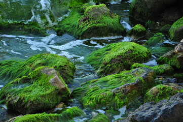 seaweed on rock