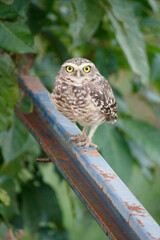 owl