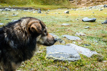 Portrait of mountain herder dog in Pin Bhabha pass, Himachal Pradesh, India	
