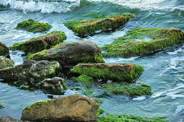 seaweed on rock
