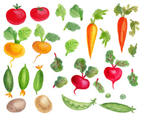 Watercolor set with vegetables. Transparent layer.