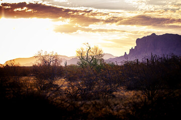 Arizona Dawn