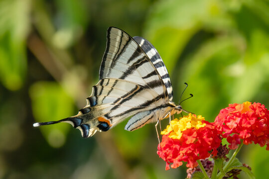 Scarce swallowtail