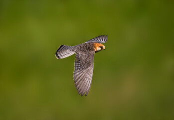 Roodpootvalk, Red-footed Falcon, Falco vespertinus