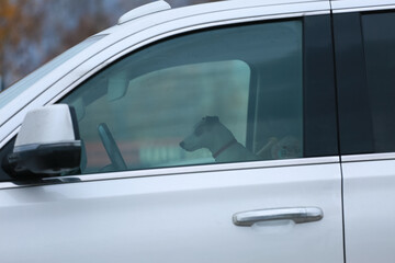 dog is sitting in car