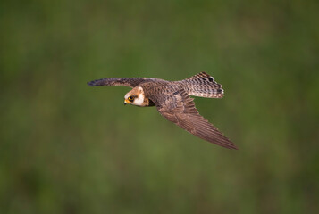 Roodpootvalk, Red-footed Falcon, Falco vespertinus
