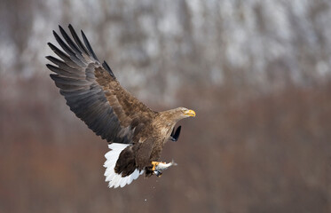 Zeearend volwassen; White-tailed Eagle adult
