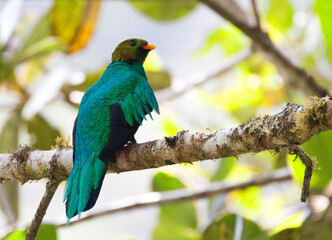 Goudkopquetzal, Golden-headed Quetzal, Pharomachrus auriceps