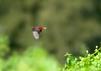 Fototapeta premium Rode Tiran, Vermilion Flycatcher, Pyrocephalus rubinus